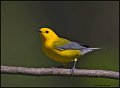 _1SB8592 prothonotary warbler